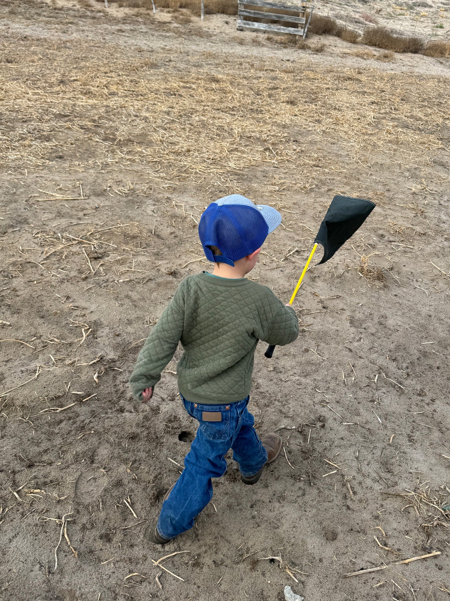 Kids Cattle Flag. Kids Sorting Flag. Kids livestock flag.